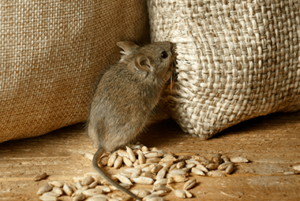 Why Rodents Enter Our Homes