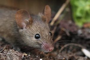 Tips For Preventing Fall Rodent Infestations In Knoxville