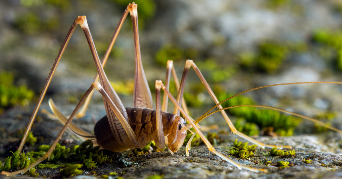 Camel Crickets – Everything You Need To Know | Russell’s Pest Control