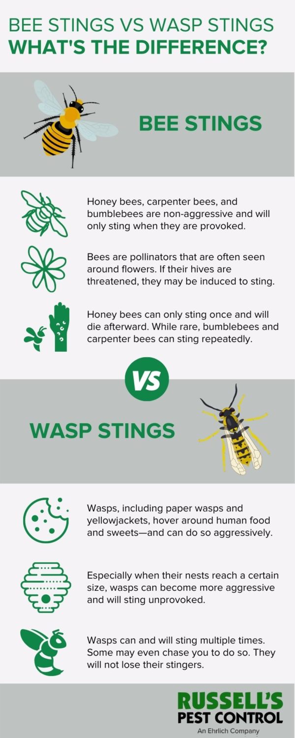 How are Bee and Wasp Stings Different? | Russell's Pest Control