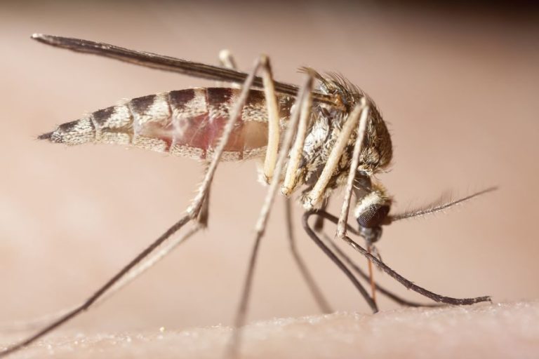 What Diseases Do Mosquitoes Spread? | Russell's Pest Control