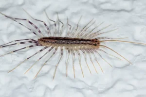 A house centipede on a wall inside a house in Knoxville TN before services from Russell’s Pest Control.