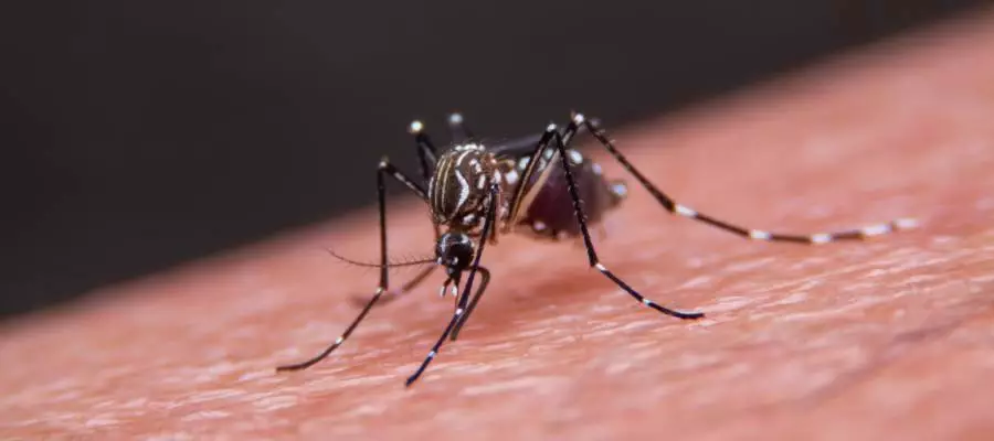 Mosquito Prevention: The 4 Signals Mosquitoes Use | Knoxville TN