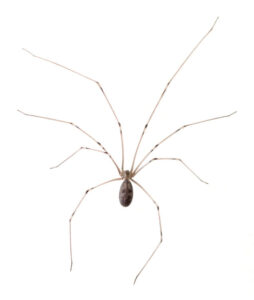 Cellar Spider Identification, Habits & Behavior | Knoxville TN