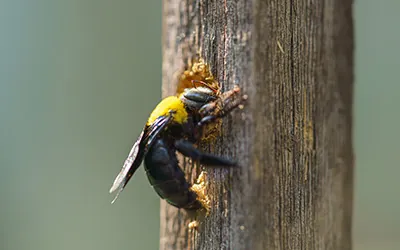 Carpenter bee drilling holes in wood full of sawdust