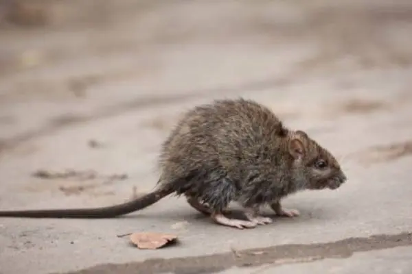 Gray rodent on a wood floor - Keep rodents away from your property with Russell's Pest Control in Knoxville TN