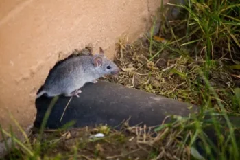 Rat burrowing out from a hole in the wall - Keep rodents away from your property with Russell's Pest Control in Knoxville TN