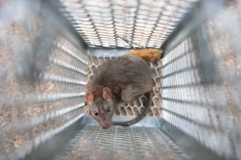 Brown rat in a caged trap - Keep rodents away from your property with Russell's Pest Control in Knoxville TN