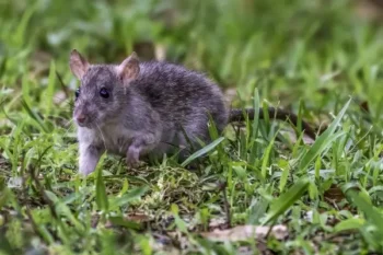 Gray mouse in a lawn - Keep rodents away from your property with Russell's Pest Control in Knoxville TN