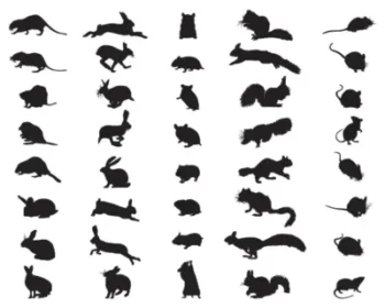 Silhouettes of various wildlife animals - Keep rodents away from your property with Russell's Pest Control in Knoxville TN