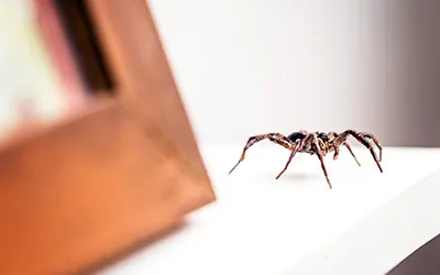 spider crawling on a shelf inside a house