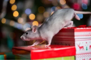 Gray Rat Climbing Over Gifts with a Christmas Tree in the Background