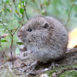 Meadow Vole up close outdoors - commercial vole control in Knoxville, TN | Russell's Pest Control